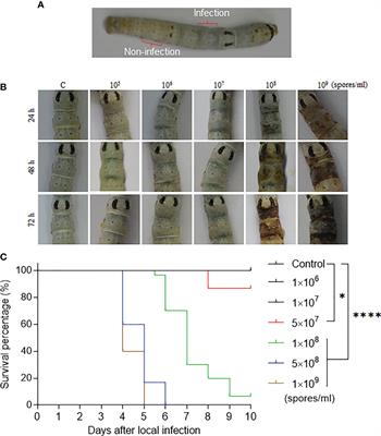 Involvement of Epidermis Cell Proliferation in Defense Against Beauveria bassiana Infection